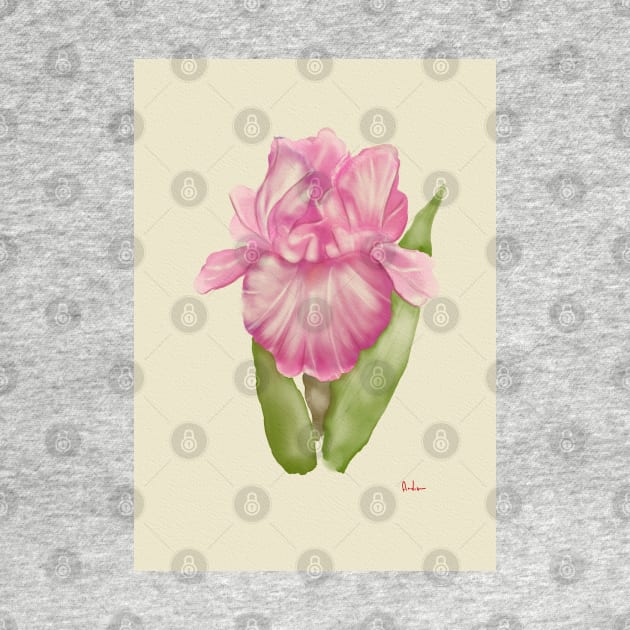 Watercolour Pink Iris Flower by annalisaamato